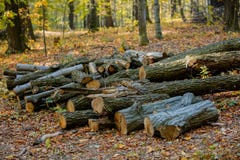 Cut tree on a ground in a park royalty free stock photo Cut tree on a ground in a park royalty free stock photo