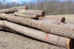 Cut trees awaiting shipment. Royalty Free Stock Photos Cut trees awaiting shipment. Royalty Free Stock Photos