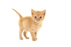 Cute 4 Weeks Old Red Ginger Tabby Baby Cat Seen From The Side Looking At The Camera Royalty Free Stock Photo