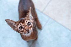 Cute Abyssinian Kitten Looks Up, Wants To Play Or Eat Royalty Free Stock Photography