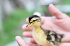 Cute Baby Duck Stock Photography