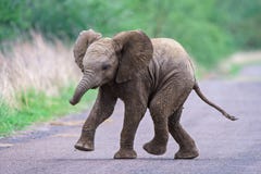 Cute baby elephant running along the road with a blurred background