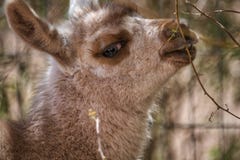 Cute baby llama looking sideways at camera royalty free stock photos Cute baby llama looking sideways at camera royalty free stock photos