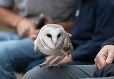 Cute barn owl, Tyto alba, with large eyes and face looks like a heart sitting on a lap of its owner in blue jeans. Tame royalty free stock images Cute barn owl, Tyto alba, with large eyes and face looks like a heart sitting on a lap of its owner in blue jeans. Tame royalty free stock images