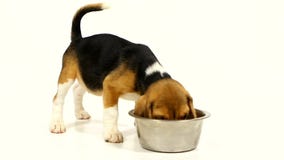 Cute beagle puppy eating from a dish. Slow motion