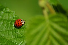 Close-up on a sweet little ladybug royalty free stock images Close-up on a sweet little ladybug royalty free stock images