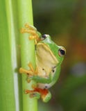 Cute big-eyed green tree frog royalty free stock images Cute big-eyed green tree frog royalty free stock images