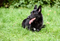 Cute black Belgian Shepherd dog lying on green grass Stock Image Cute black Belgian Shepherd dog lying on green grass Stock Image