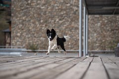 Cute black and white Border Collie puppy In the mountain. royalty free stock images Cute black and white Border Collie puppy In the mountain. royalty free stock images