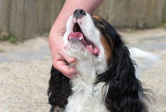 Cute black and white King Charles Cavalier royalty free stock images Cute black and white King Charles Cavalier royalty free stock images