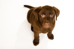 Cute brown chocolate labrador puppy dog looking up royalty free stock photo Cute brown chocolate labrador puppy dog looking up royalty free stock photo