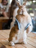 Cute brown rabbit show in cafe royalty free stock images Cute brown rabbit show in cafe royalty free stock images