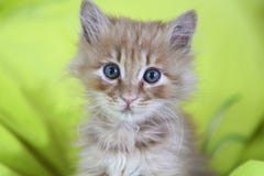 Cute Cat Baby Royalty Free Stock Photos Cute Cat Baby Royalty Free Stock Photos