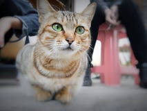 Is my cat cute? stock photography Is my cat cute? stock photography