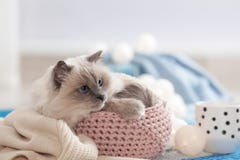 Cute cat with knitted blanket in basket at home royalty free stock image Cute cat with knitted blanket in basket at home royalty free stock image