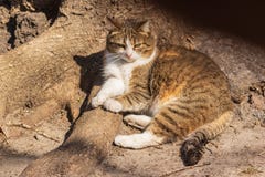 A cute cat lies on the roots at the base of a powerful tree under the rays of the sun. royalty free stock photos A cute cat lies on the roots at the base of a powerful tree under the rays of the sun. royalty free stock photos