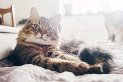 Cute Cat Lying On Comfortable Bed In Morning Light In Stylish Room. Maine Coon Resting On Blanket With Funny Emotions And Royalty Free Stock Photos