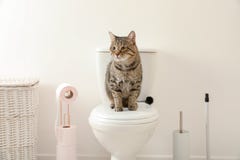 Cute cat sitting on toilet bowl royalty free stock photography Cute cat sitting on toilet bowl royalty free stock photography