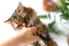Cute Cat Sitting Under Green Plant Branches And Biting Owner Hand In Stylish Boho Room. Maine Coon Playing With Hand With Funny Royalty Free Stock Photo Cute Cat Sitting Under Green Plant Branches And Biting Owner Hand In Stylish Boho Room. Maine Coon Playing With Hand With Funny Royalty Free Stock Photo