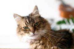 Cute cat sitting under green plant branches and relaxing on wooden shelf on white wall backgroud in stylish room. Maine coon with stock photo Cute cat sitting under green plant branches and relaxing on wooden shelf on white wall backgroud in stylish room. Maine coon with stock photo