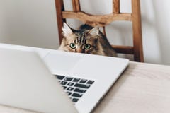 Cute Cat Working On Laptop. Working Home And Freelance Concept. Stock Photography Cute Cat Working On Laptop. Working Home And Freelance Concept. Stock Photography