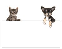 Cute Chihuahua Dog And A Tabby Baby Cat Holding An White Paper Board Stock Photos