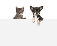 Cute Chihuahua Dog And Tabby Baby Cat Hanging Side By Side Over A Grey Paper Board Stock Photos Cute Chihuahua Dog And Tabby Baby Cat Hanging Side By Side Over A Grey Paper Board Stock Photos