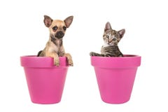 Cute Chihuahua Puppy Dog And Tabby Young Cat In Pink Flowerpots Stock Photo