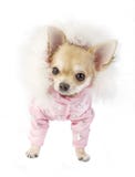 Cute Chihuahua Puppy Glamorous Dressed Royalty Free Stock Images Cute Chihuahua Puppy Glamorous Dressed Royalty Free Stock Images