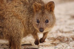 Cute close up of quokka leaning and facing the camera royalty free stock photography Cute close up of quokka leaning and facing the camera royalty free stock photography