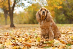 Cute Cocker Spaniel in park royalty free stock photo Cute Cocker Spaniel in park royalty free stock photo