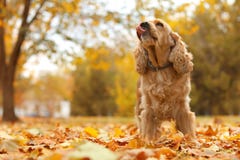 Cute Cocker Spaniel in park stock photos Cute Cocker Spaniel in park stock photos