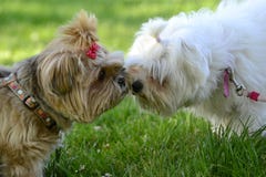 Cute couple of small furry dogs in love stock photography Cute couple of small furry dogs in love stock photography