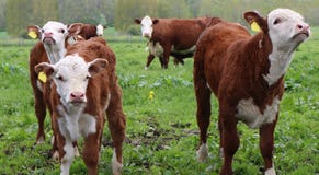 Little red with white faced calves in the field with cows royalty free stock photos Little red with white faced calves in the field with cows royalty free stock photos