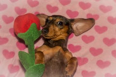 A Cute Dachshund Puppy on Valentine`s Day Royalty Free Stock Photography A Cute Dachshund Puppy on Valentine`s Day Royalty Free Stock Photography