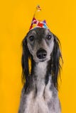 Cute dog with a birthday party hat on isolated on a yellow background. greyhound. hat with copyscpace royalty free stock photography Cute dog with a birthday party hat on isolated on a yellow background. greyhound. hat with copyscpace royalty free stock photography