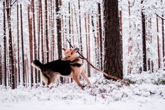 Cute dog playfully running and standing in the forest Royalty Free Stock Photos Cute dog playfully running and standing in the forest Royalty Free Stock Photos