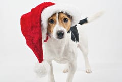 Cute dog puppy with red santa hat stock image Cute dog puppy with red santa hat stock image