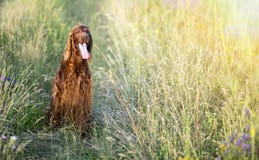 Cute dog sitting in the grass stock photos Cute dog sitting in the grass stock photos