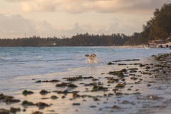 Cute dogs running on the coast. Animals of Tanzania. Pets in Zanzibar. stock photography Cute dogs running on the coast. Animals of Tanzania. Pets in Zanzibar. stock photography