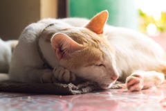 Cute domestic cat. stock image Cute domestic cat. stock image