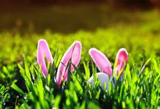 Cute Easter scene with a pair of toy rabbits with ears sticking out of the green juicy grass in the spring meadow stock image Cute Easter scene with a pair of toy rabbits with ears sticking out of the green juicy grass in the spring meadow stock image