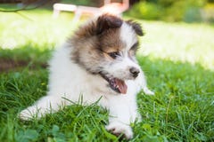 Cute Elo Puppy Stock Photos Cute Elo Puppy Stock Photos