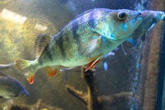 Cute fish in the aquarium royalty free stock image Cute fish in the aquarium royalty free stock image