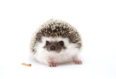Cute and fun young rodent hedgehog baby background