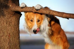 Cute funny dog stucks her tongue