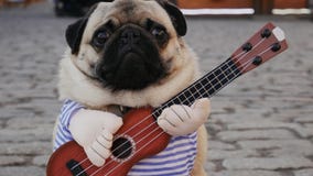 Cute funny pug earning with playing music on guitar on the city street, close-up portrait in slow motion