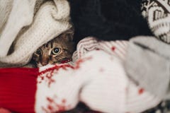 Cute Funny Tabby Cat Hiding In Sweaters, Space For Text. Kitty M Stock Images Cute Funny Tabby Cat Hiding In Sweaters, Space For Text. Kitty M Stock Images