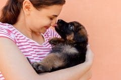 Cute German shepherd puppy kissing woman`s nose royalty free stock images Cute German shepherd puppy kissing woman`s nose royalty free stock images