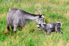 Cute Grey Goat Kid With Mother Goat Royalty Free Stock Image